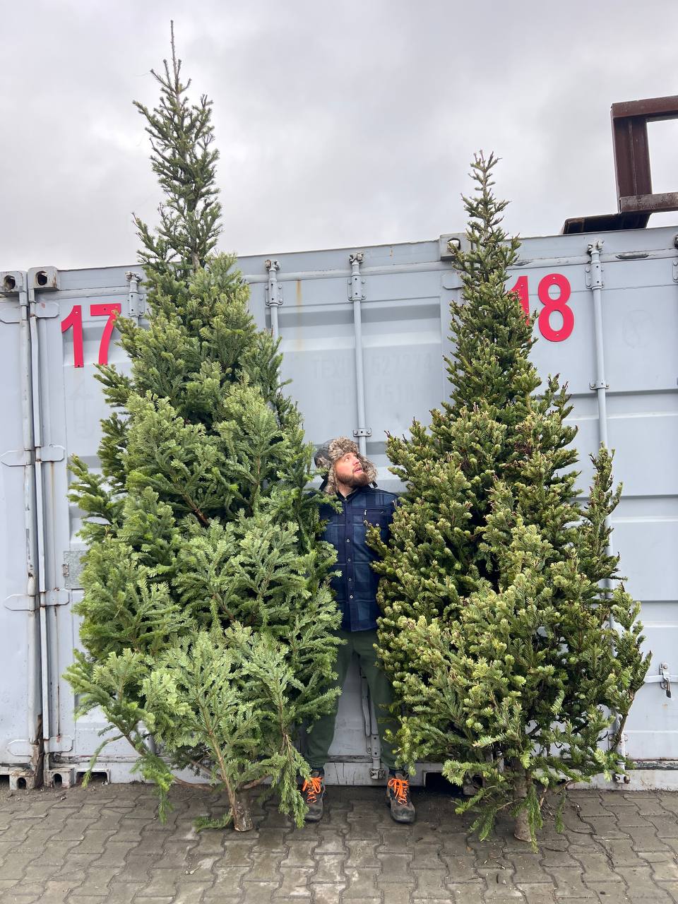 пихта пушистая