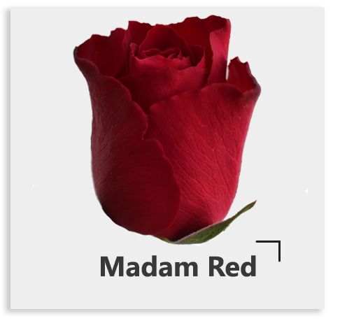 Красная роза Madam Red