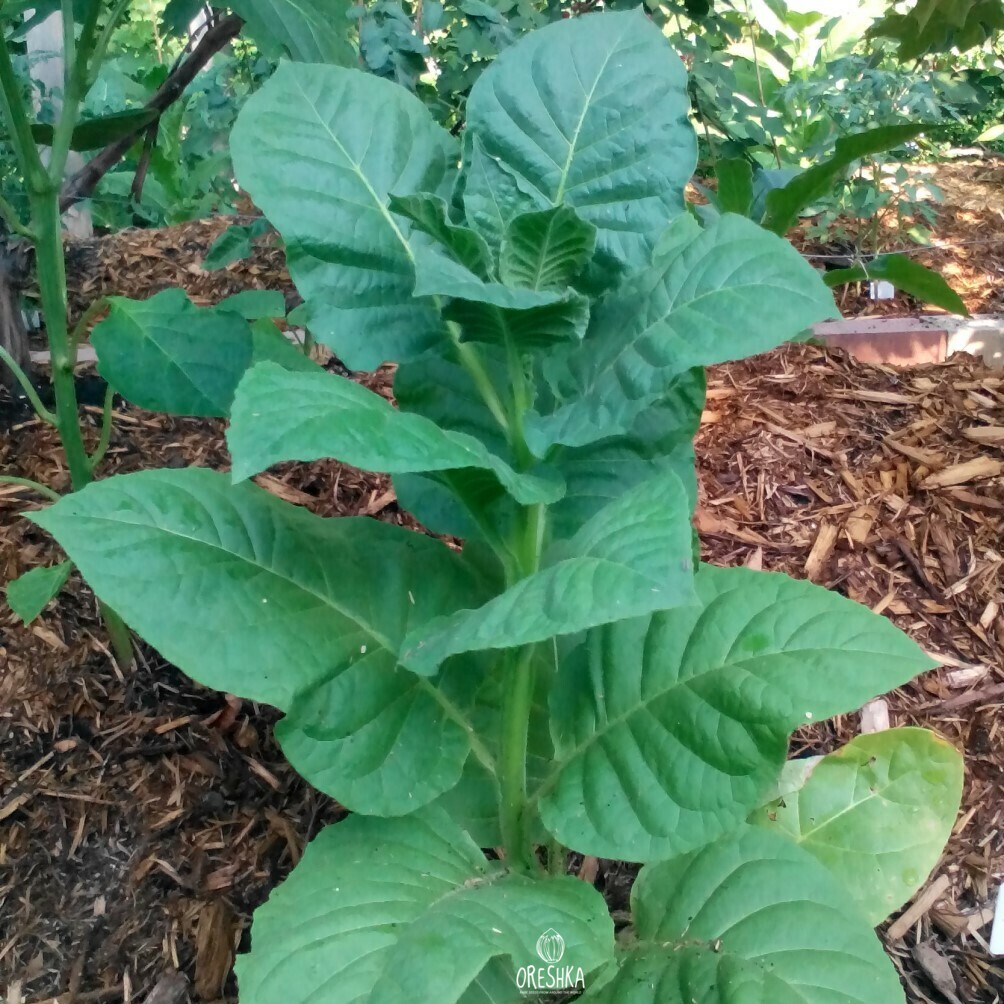 Seeds of Tobacco bursa (Nicotiana tabacum) — 300 pcs