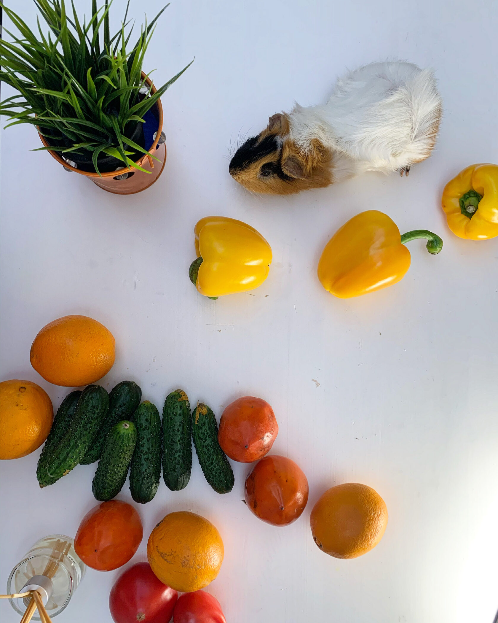 Морская свинка с овощами - правильное питание важно для здоровья желез