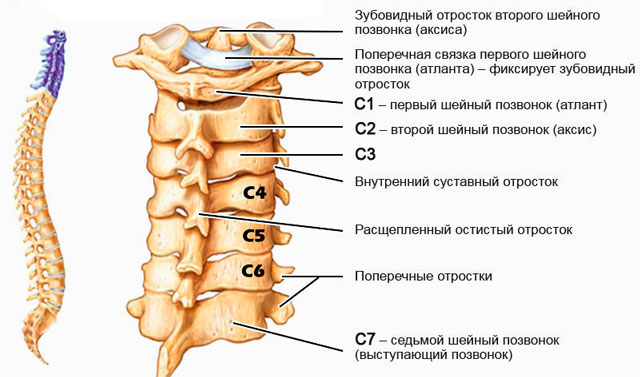 Вертеброгенная люмбалгия на фоне дорсопатии поясничного отдела позвоночника