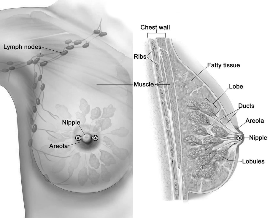 Пирсинг соска (The Nipple Piercing)