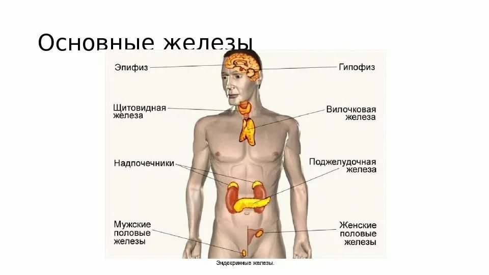 Железы организма человека схема