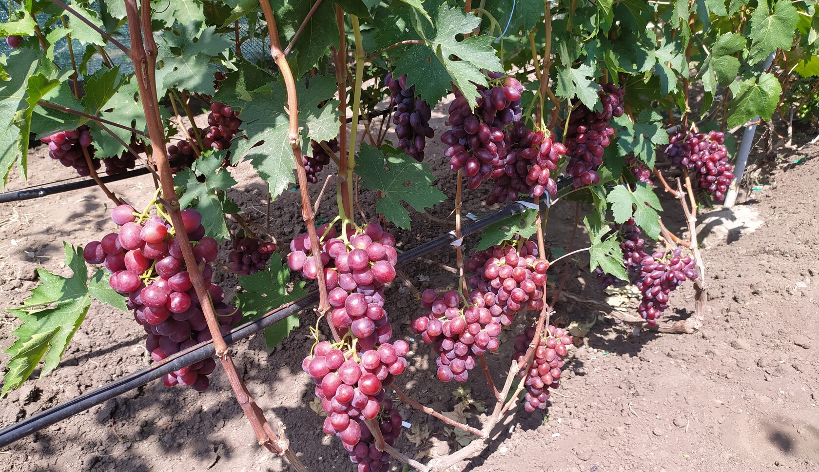 Виноград Ризамат. Таджикский виноград.