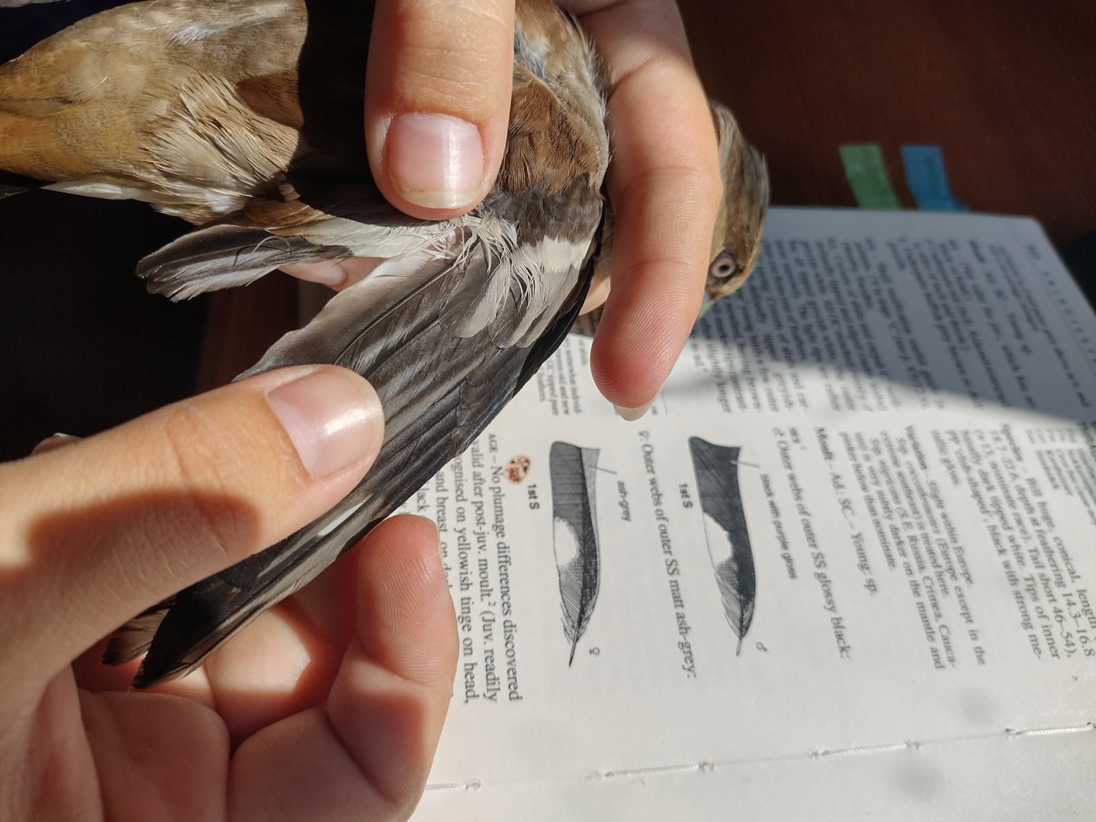 День орнитолога в Байкальском заповеднике