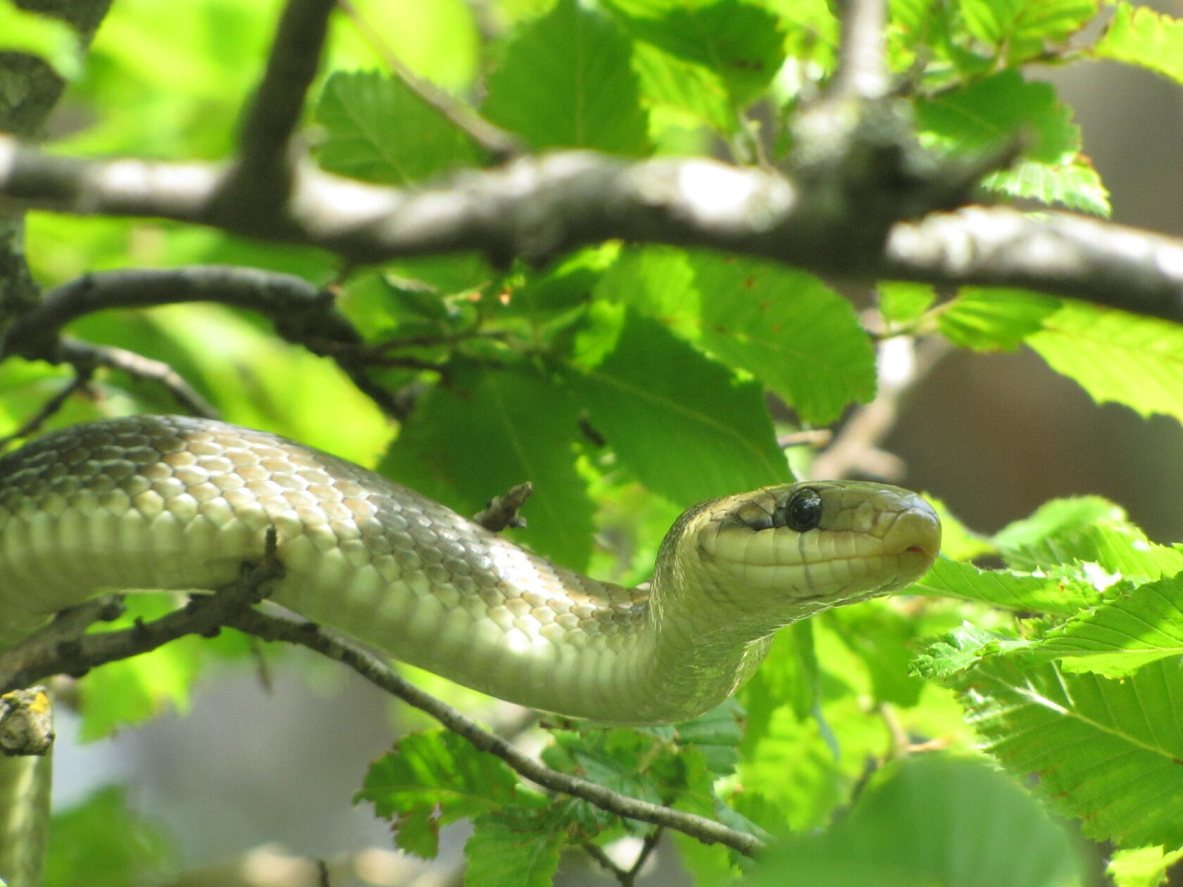 Желтый полоз змея (59 фото)