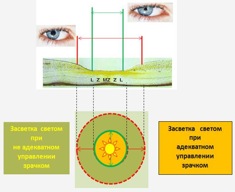 Люминесценция. Фотобиологические процессы