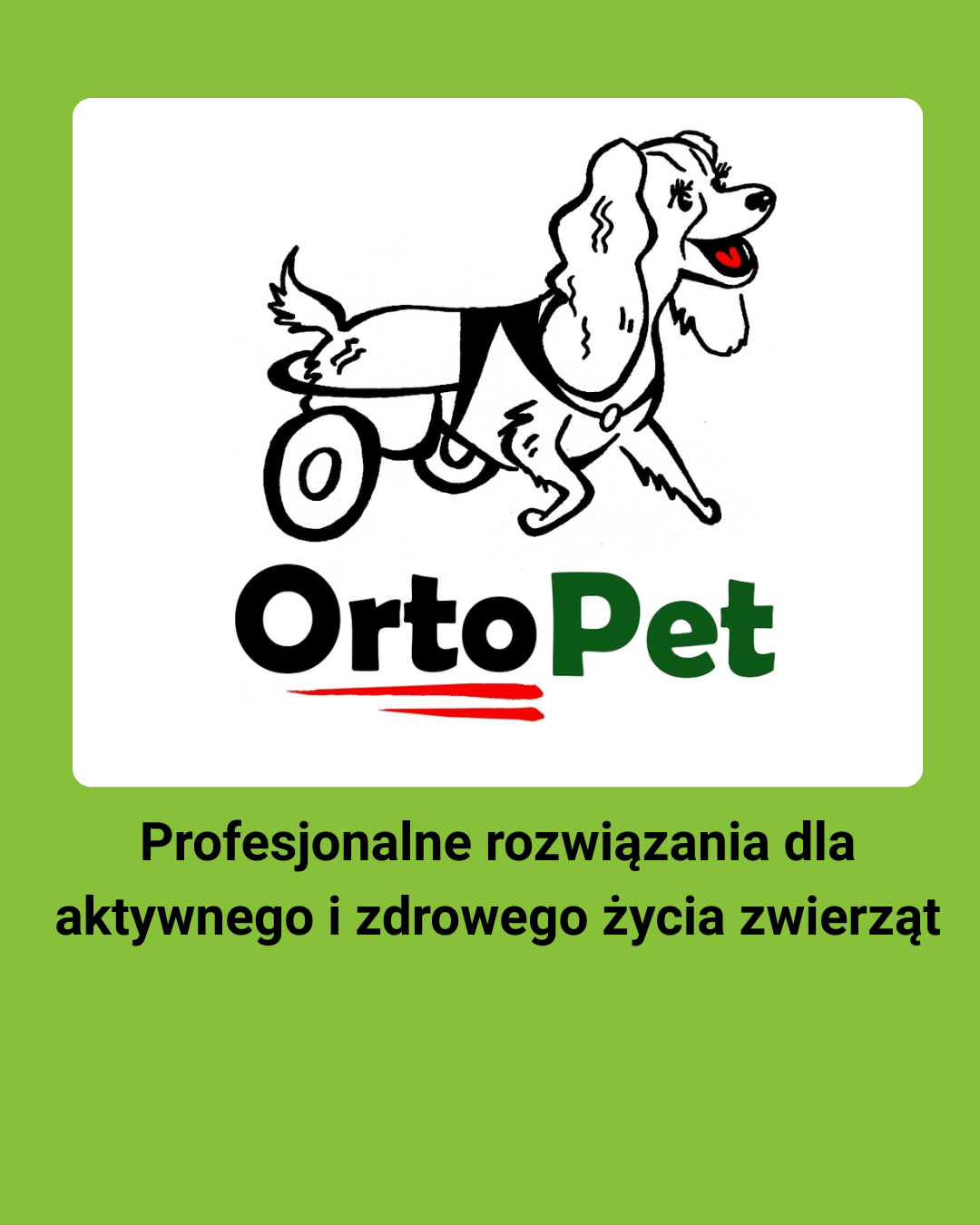 Produkty ortopedyczne, witaminy i akcesoria dla zwierząt od OrtoPet — rabat z kuponem Anilogistic