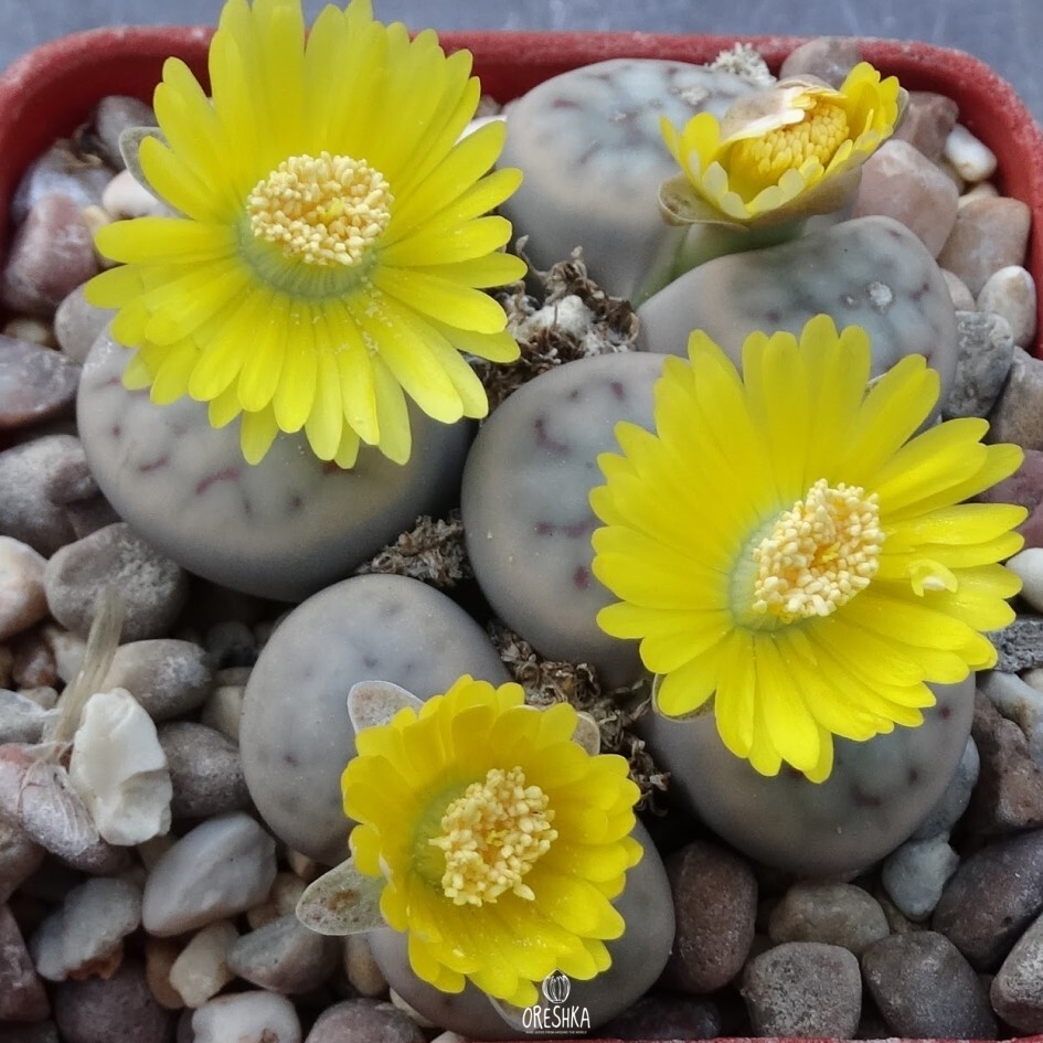 Seeds of Succulent Lithops Schwantisii mix (Lithops Schwantisii mix) — 10 pcs