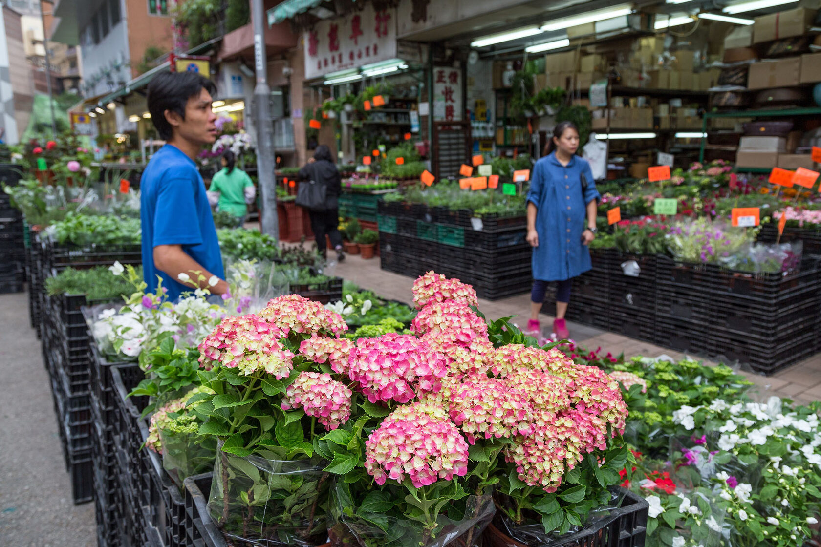 Flower Market in Hongkong