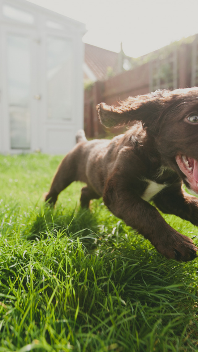 Dog joys. Собачья радость. Радость от собаки. Бегите щенки. Собачья радость растение.