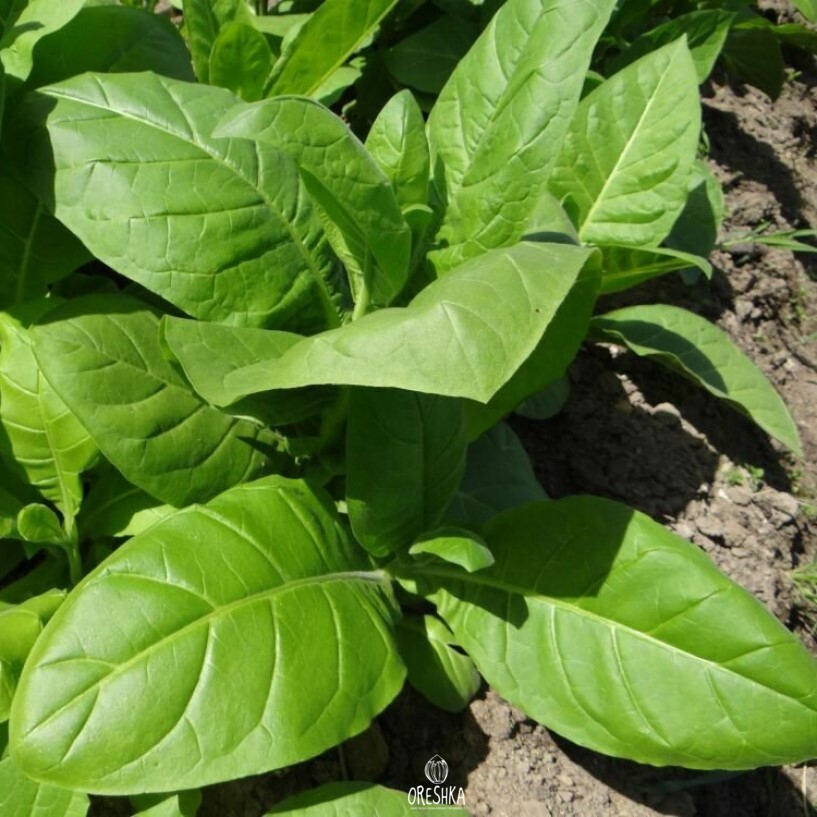 Seeds of Tobacco (Nicotiana tabacum) — 300 pcs