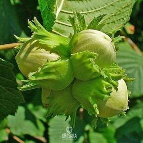 How to Grow Hazelnut Ladyfingers from Seed