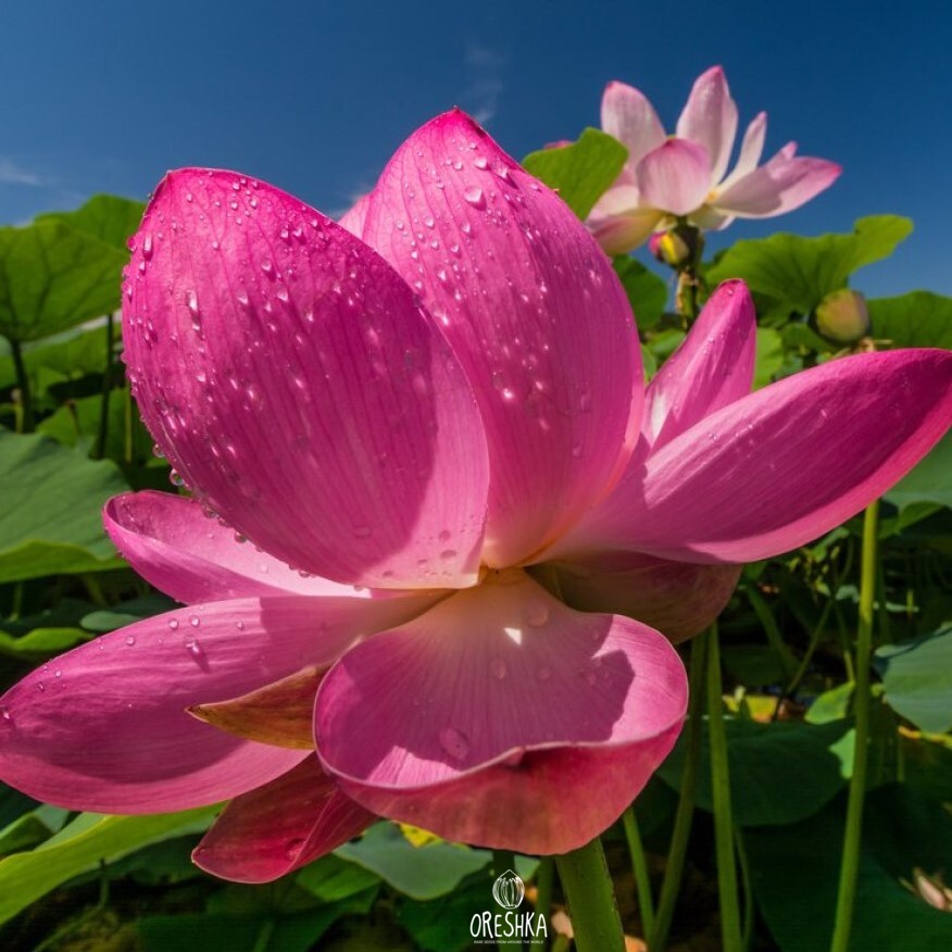 Seeds of Indian lotus (sacred lotus) (Nelumbo nucifera) — 5 pcs