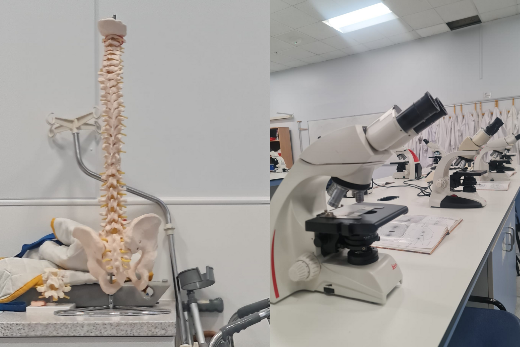 Human spine model and microscopes in a medical laboratory classroom