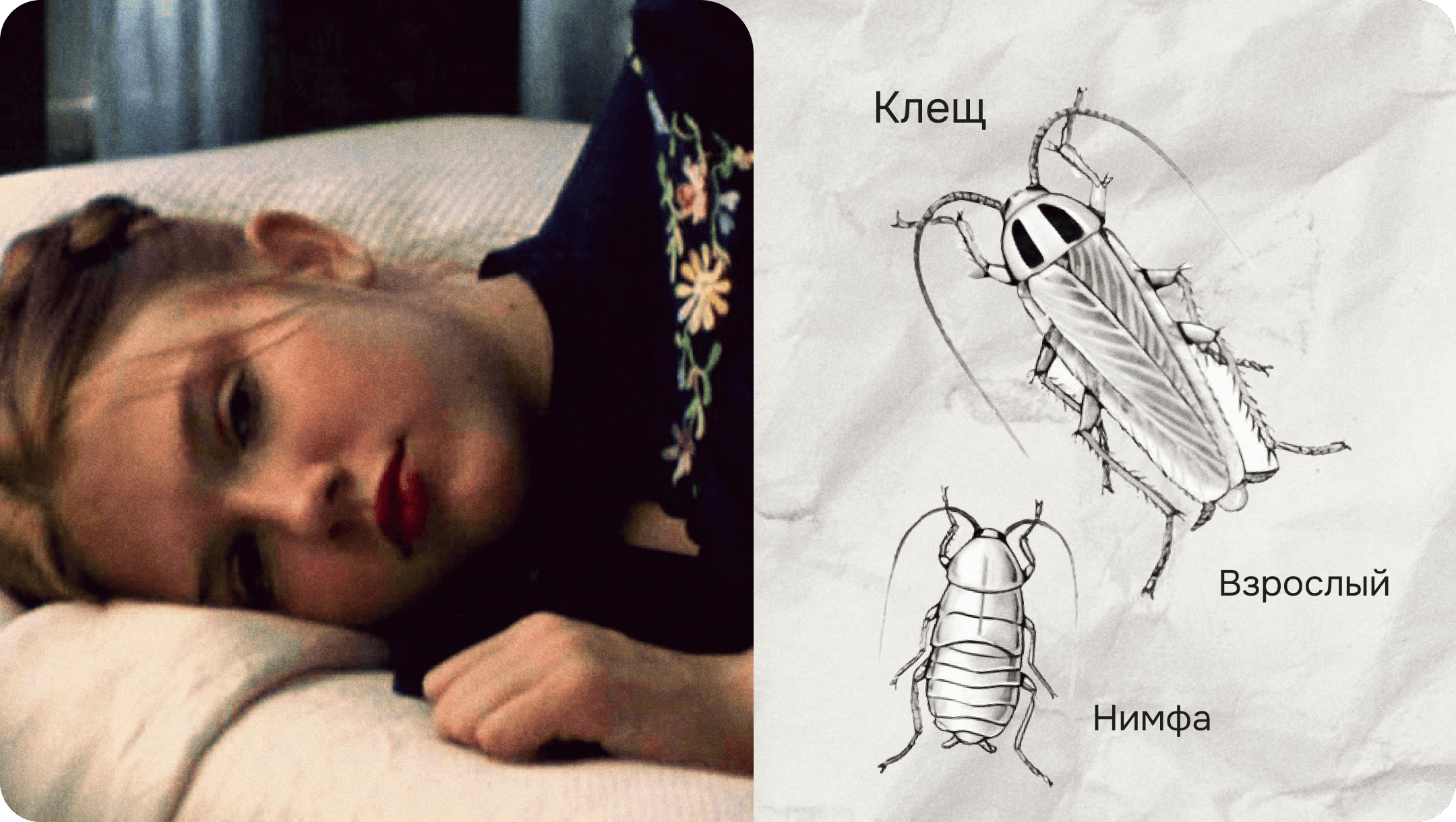 Лолита нимфа