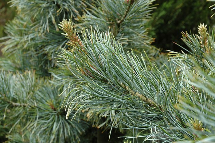 Сосна кедровая корейская (Pinus koraiensis), или кедр корейский