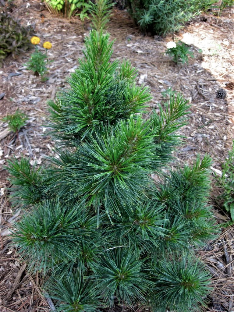 Pinus peuce