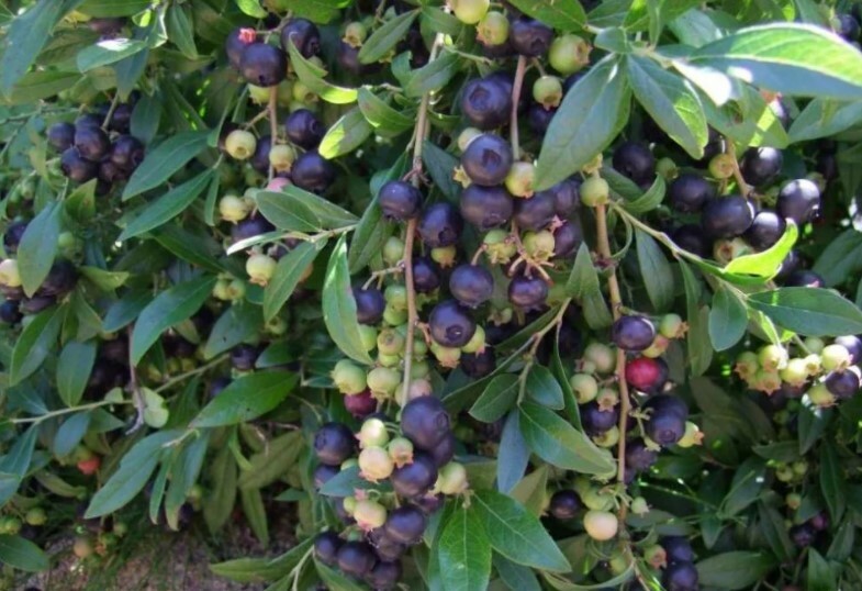 Некрупные плоды голубики «Путте» необыкновенно сладкие, за что их особенно ценят дети и женщины