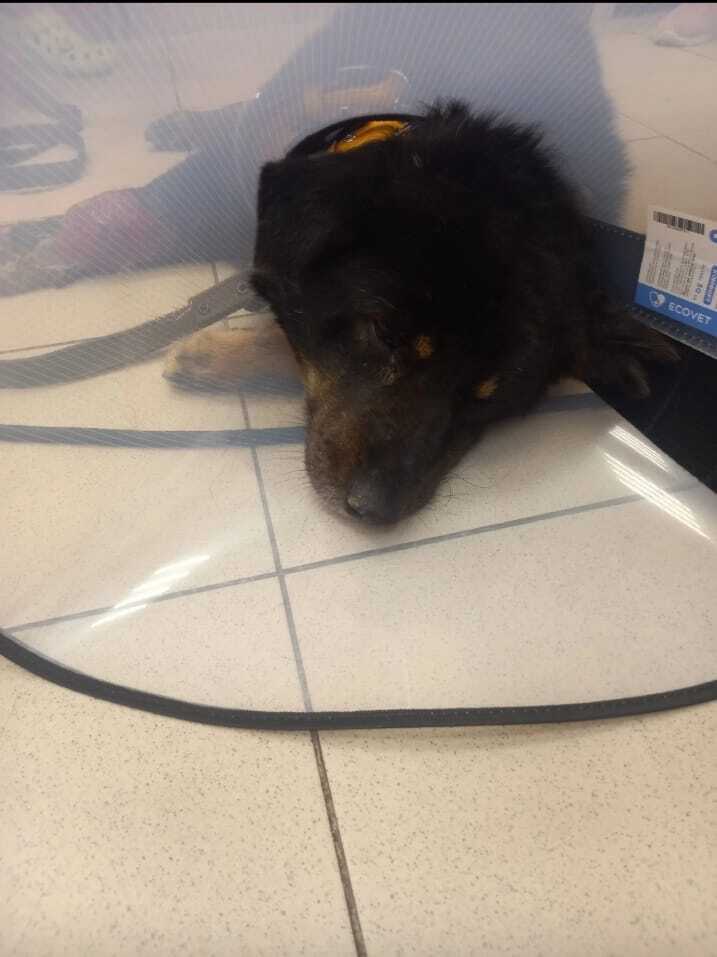 Степан-Степаныч