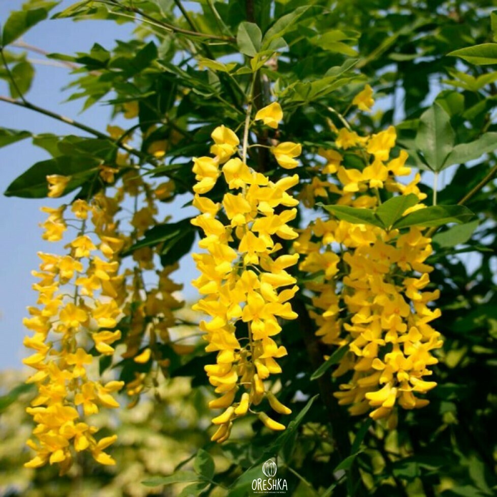 Seeds of Cytisus laburnum, golden rain (Laburnum anagyroides) — 10 pcs