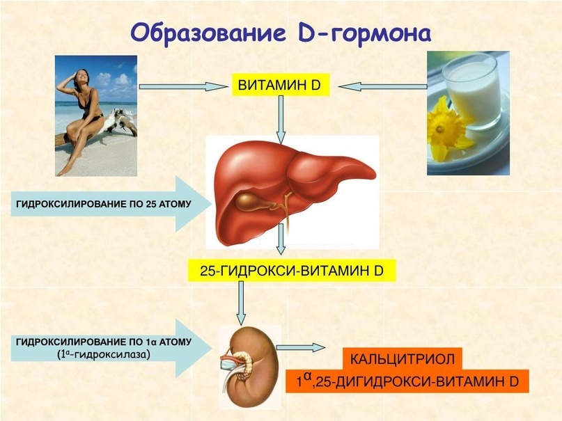 Витамин д гормон. Гидроксилирование витамина д. Гидрокси витамин д. Витамин д это гормон или нет.