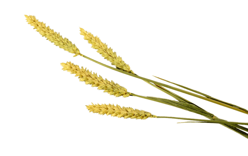 Пшеница
