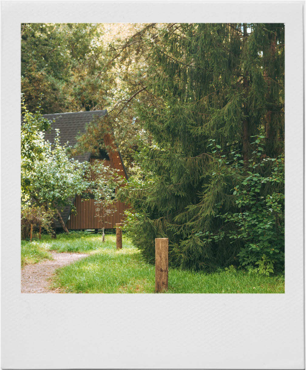 Прогулки в вековом лесу – отдых в эко-отеле Под кронами