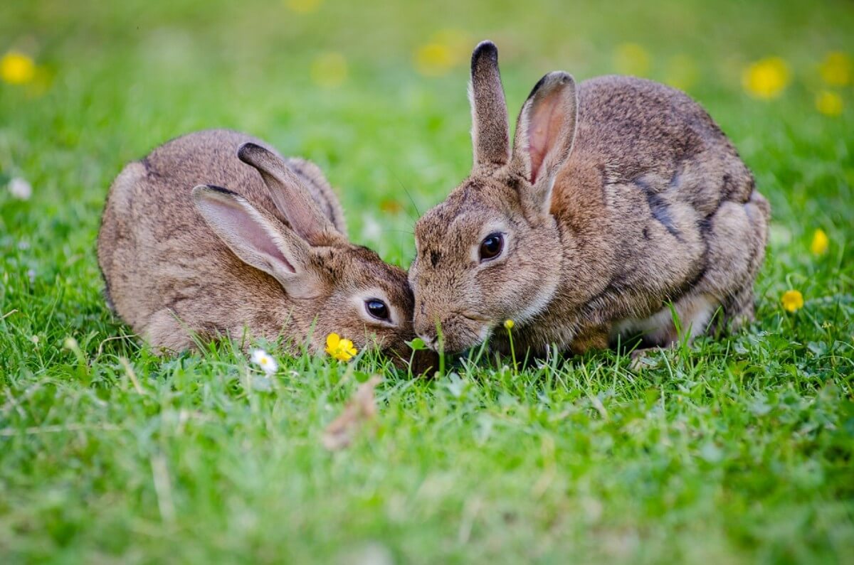 Кролики - содержание, кормление, размножение — интересные статьи aikimaster.ru