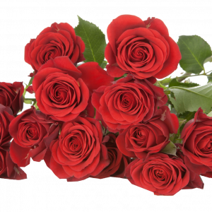 Розы с плантации Subati