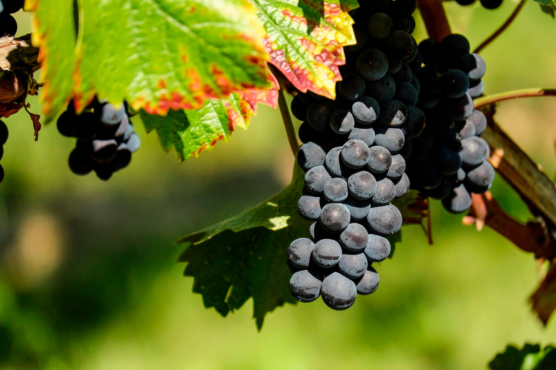 Купить Красное вино Гуд Стейк Каберне завода Олимп