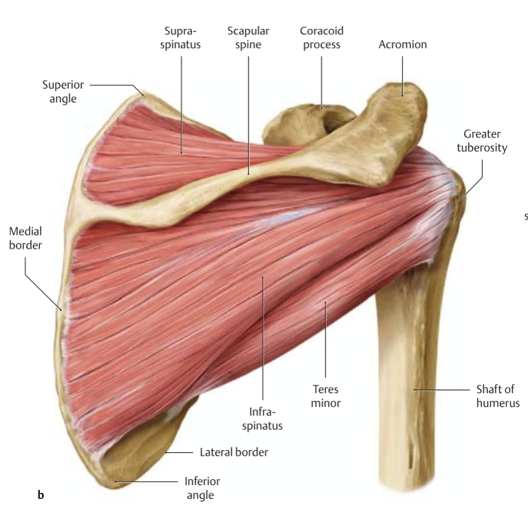 Лопатка находится на уровне. Акромион лопатки. Margo medialis scapulae. Акромион анатомия. Акромион лопатки и ключица.