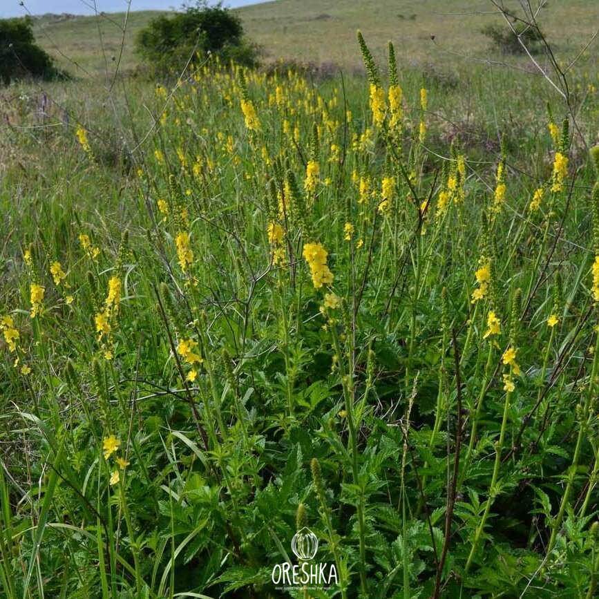 Трава репешка. Репешок обыкновенный. Репешок обыкновенный - Agrimónia Eupatória. Репейничек обыкновенный. Репейничек аптечный.