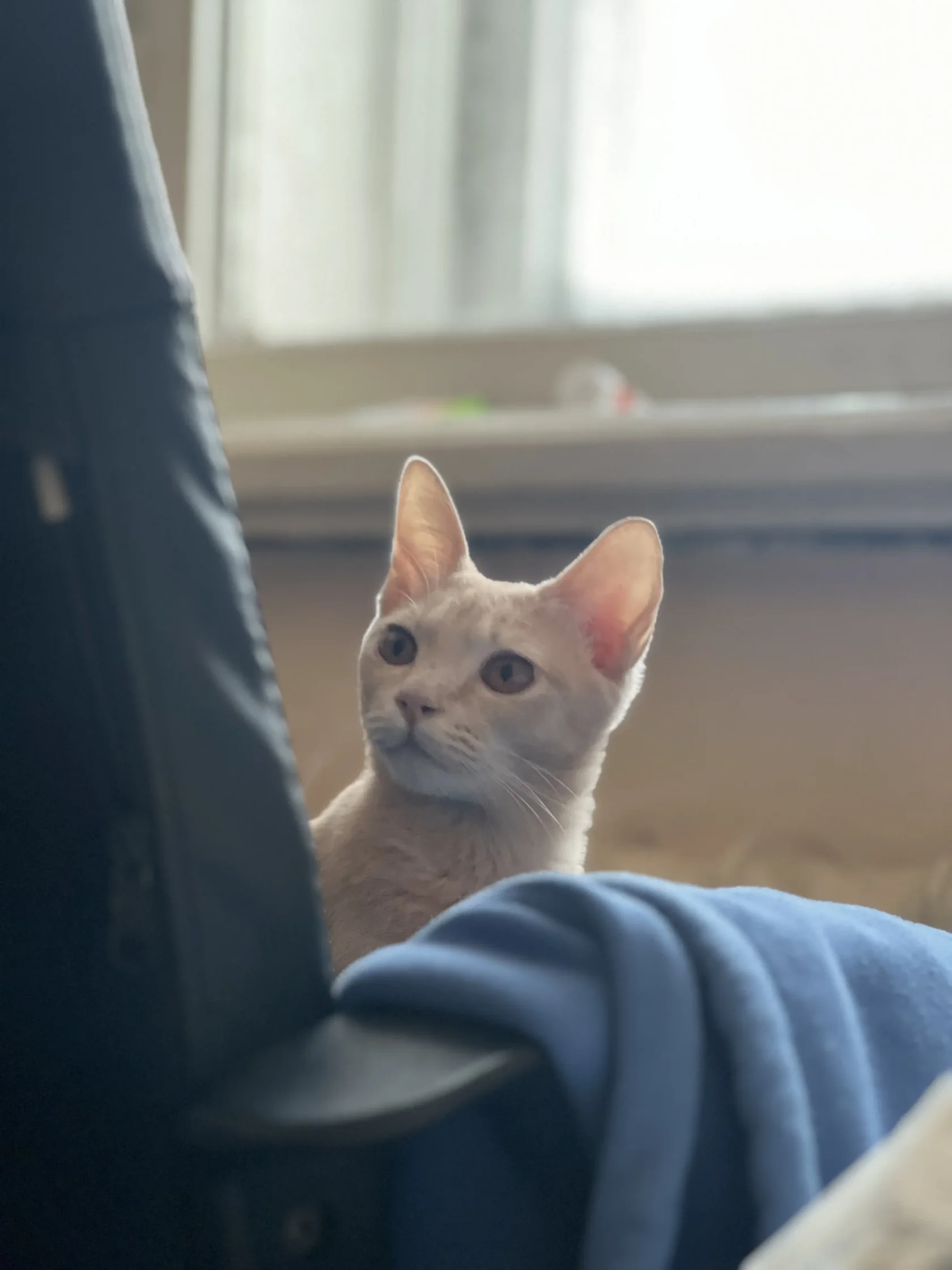 Взрослая кошка сидит на стуле и наблюдает - пример спокойного поведения без признаков стресса