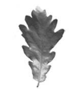 цветы Полтава