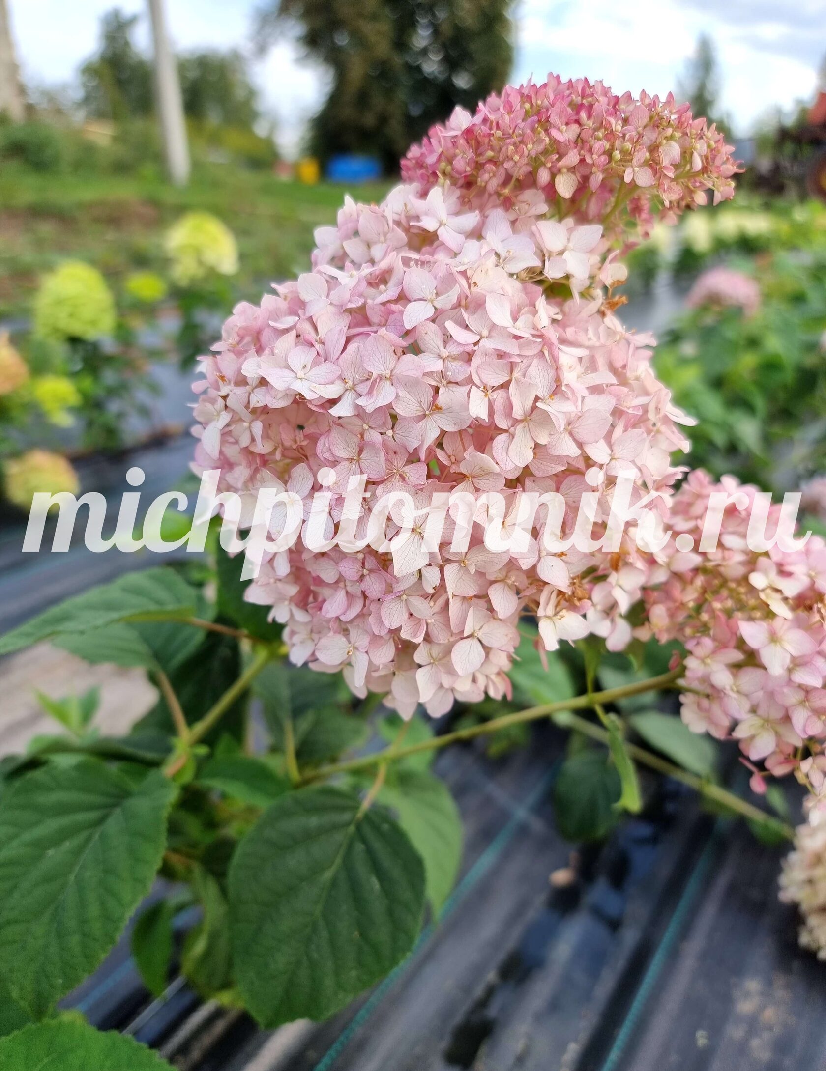 Гортензия древовидная "Magical Pinkerbell" ("Мэджикал Пинкербелль")