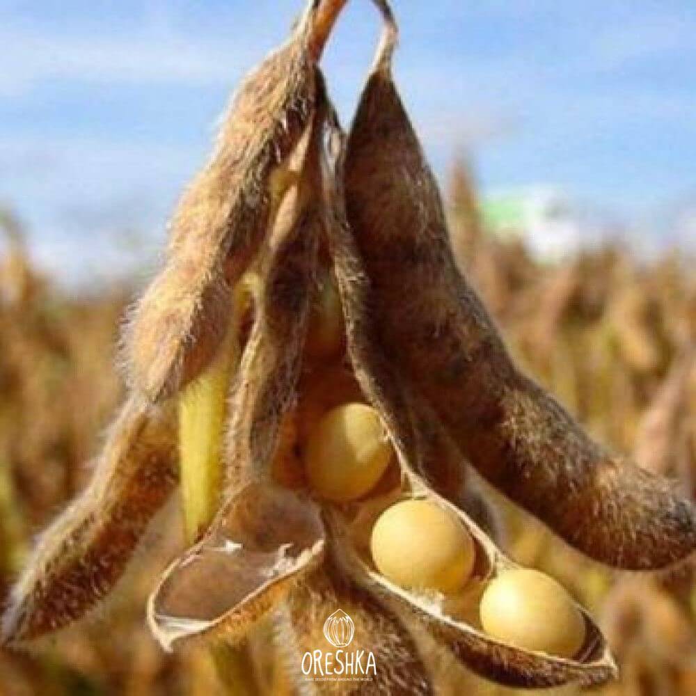 Seeds of soy bean (Glycine max)