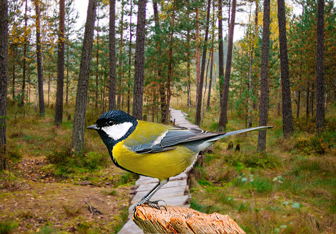 ? Орнитологический поход в Подмосковье к Биостанции МГУ и карьеру Сима