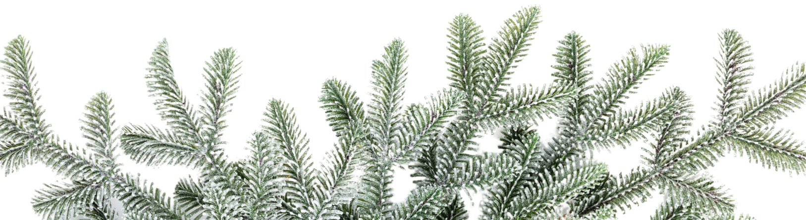 Ёлочные ветви