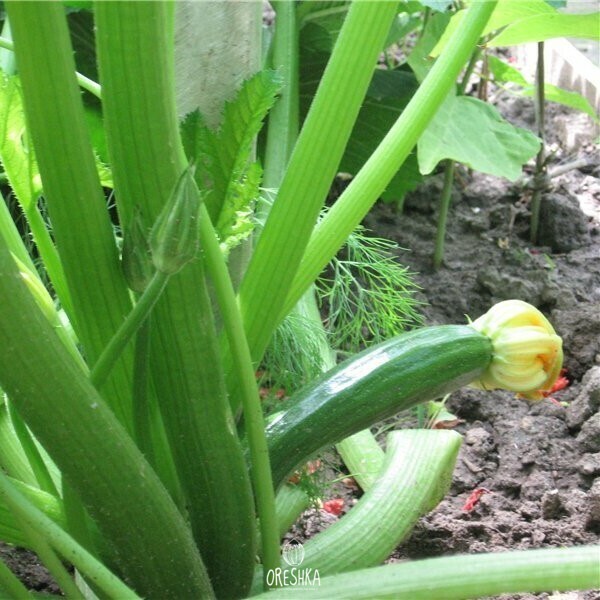 Seeds of Zucchini Onyx (Cucurbita pepo subsp. Pepo) — 10 pcs
