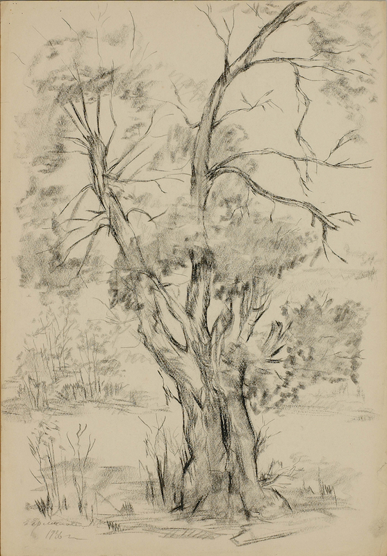 Ермилова-Платова Е.Ф. Старое дерево. 1936