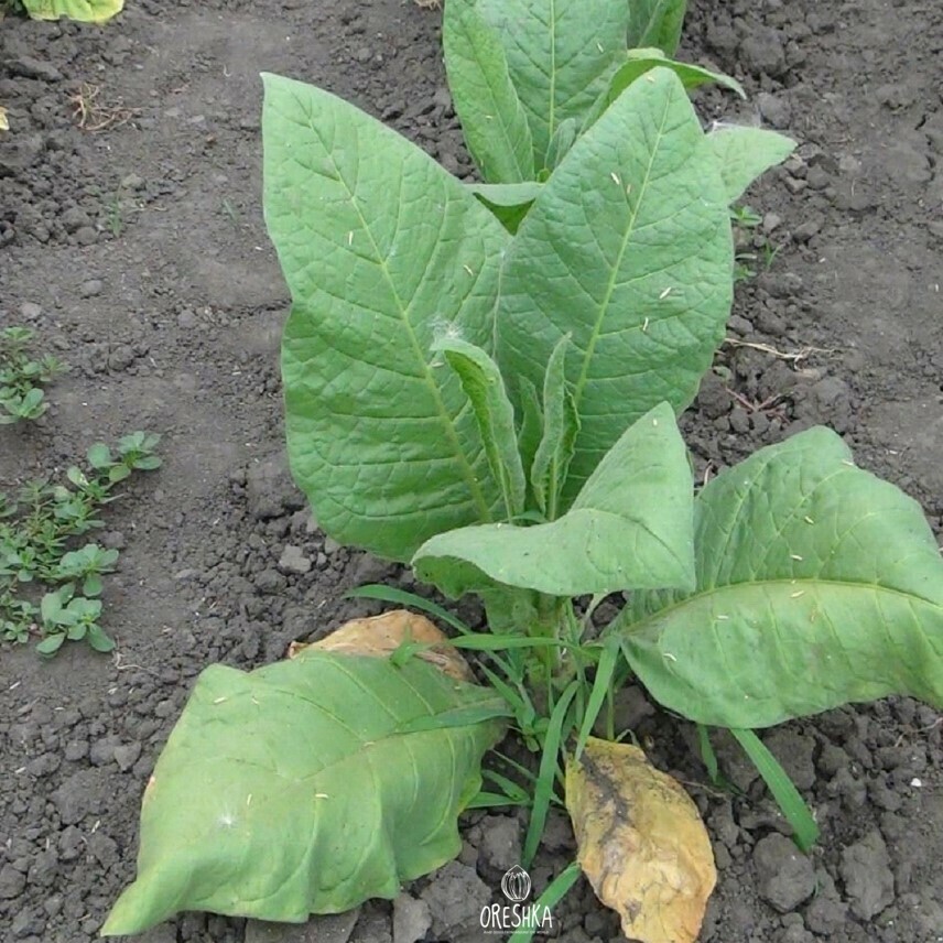 is pan masala tobacco Growth Insights: Pan Masala Market in India 2025-2030 is pan masala tobacco Growth Insights: Pan Masala Market in India 2025-2030