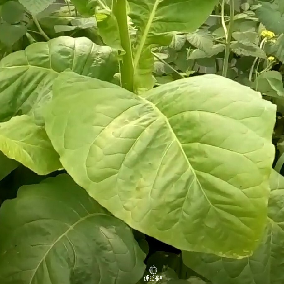 Сорт табака Nicotiana