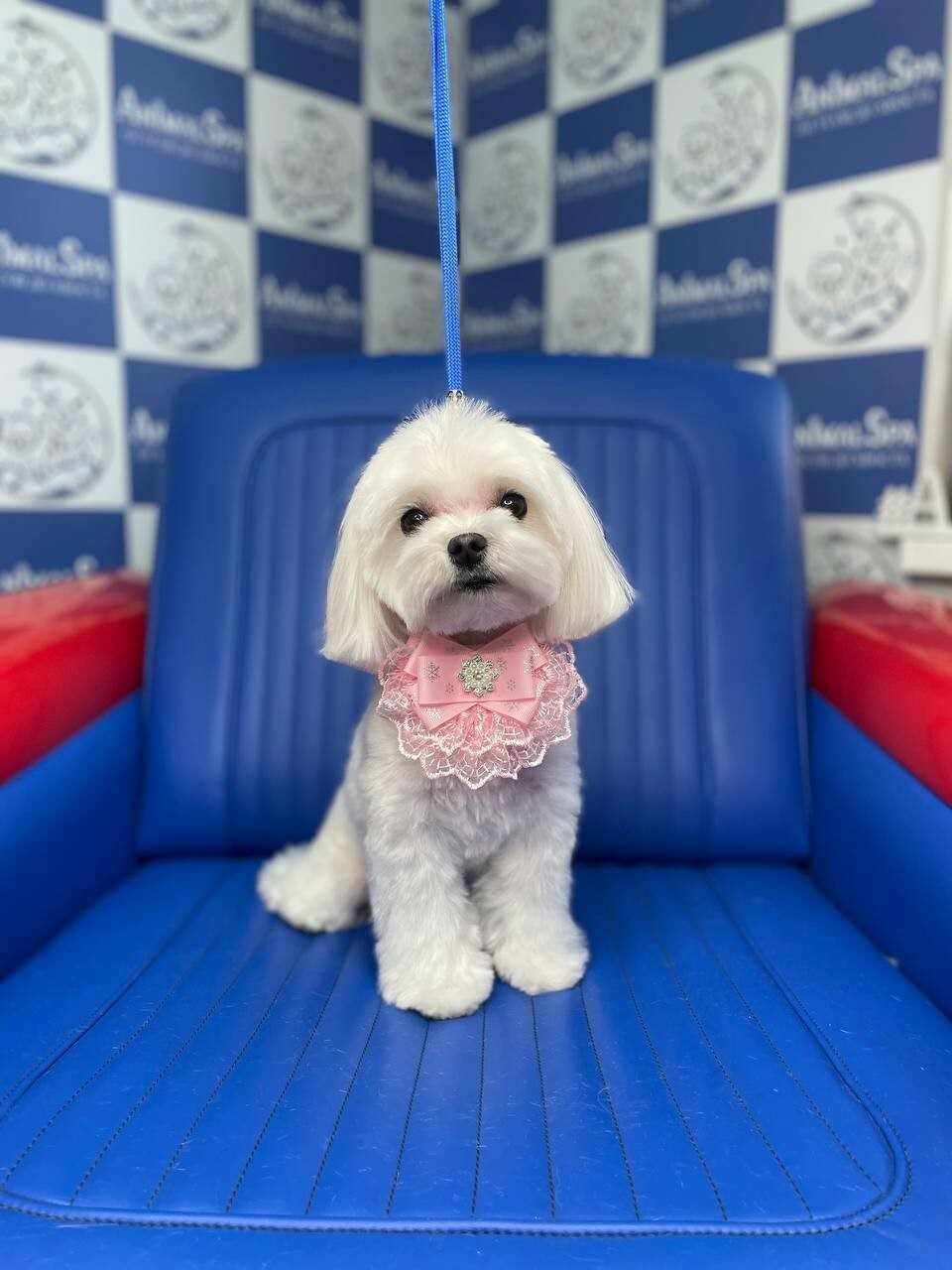 Груминг собак, что это такое: почему груминг должен быть регулярным