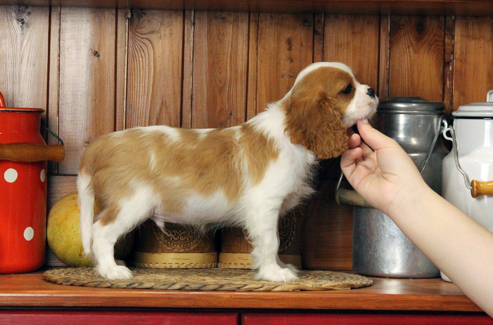 выставочный тип кавалеров