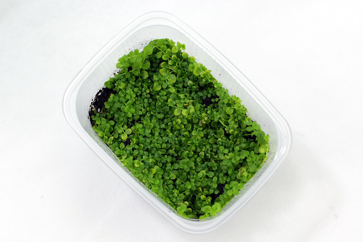 Микрантемум Монте Карло