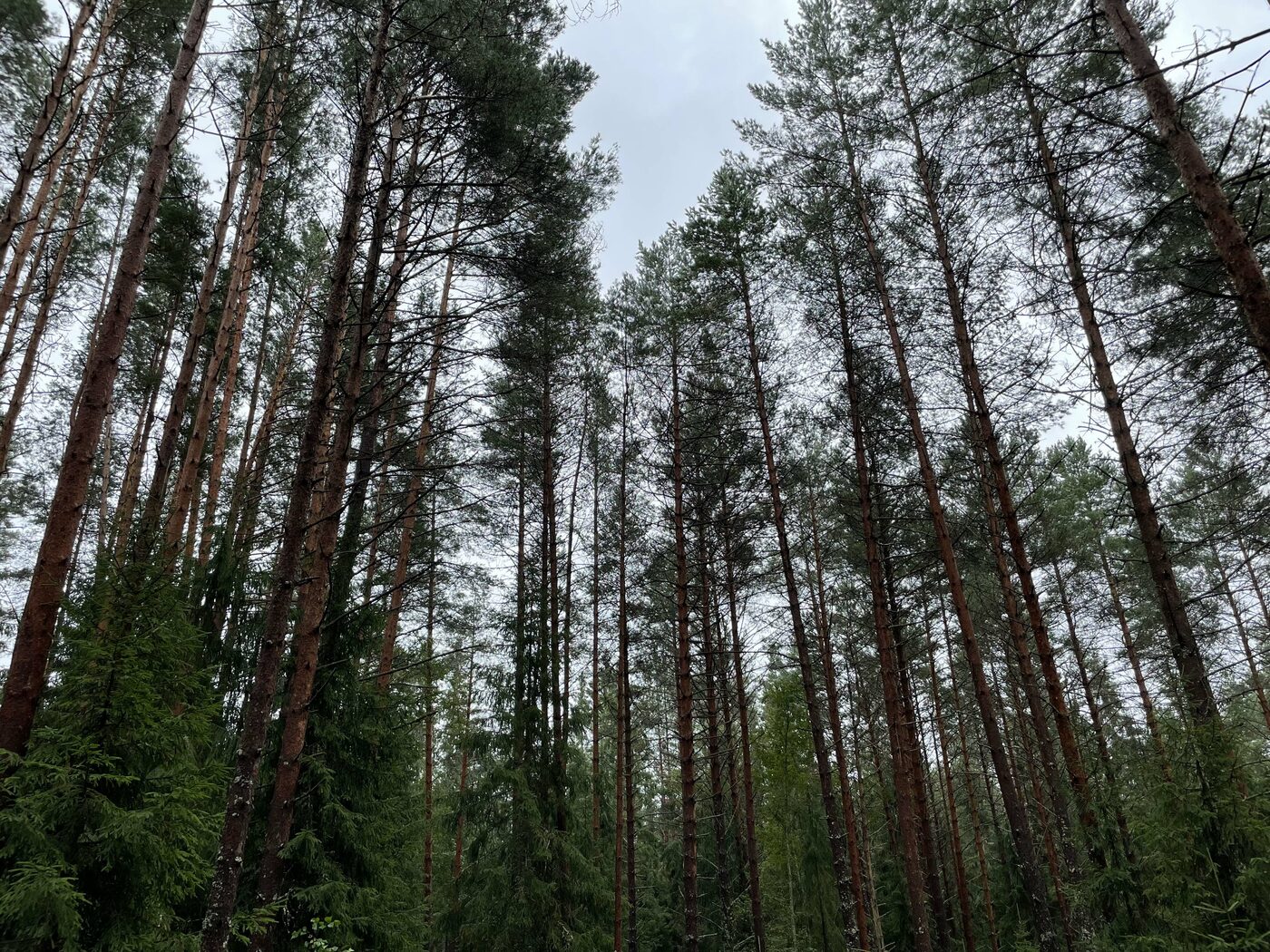 Лес шумит. Где Воротынске много деревьев. Где Воротынске много деревьев для фотосессии.