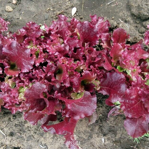 Seeds of Lactuca sativa Robin (Lactuca sativa) — 100 pcs