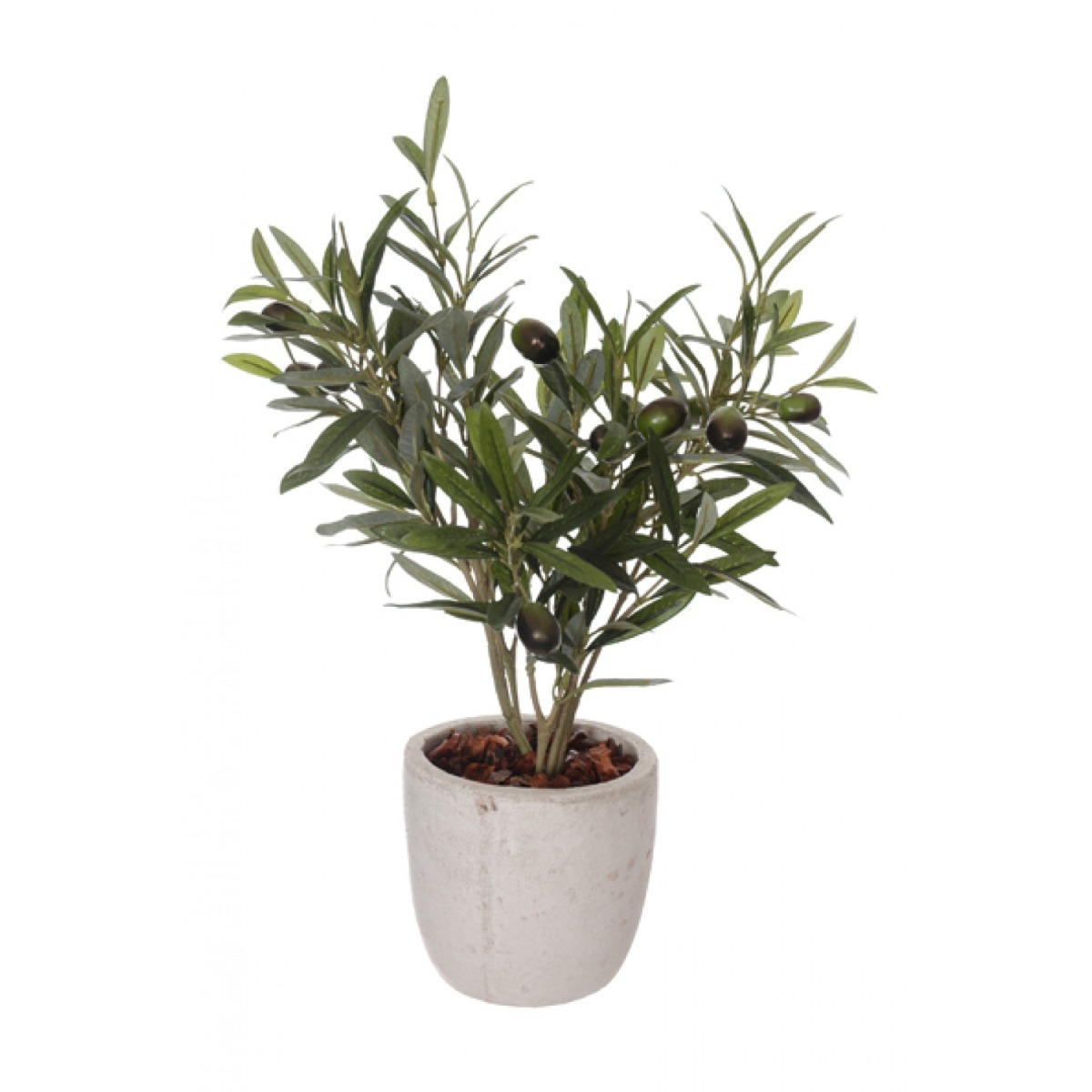 Olea europaea цветок. олива комнатное растение. оливковое дерево штамбовое.