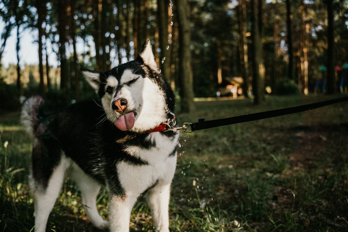 Как научить собаку ходить на поводке: полезные советы и тренировки